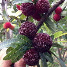 Myrica Pennsylvanica Nord Bayberry Seeds for growers seeking a long-blooming display