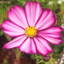 Pink-Edged Seeds for a colorful addition to any planting