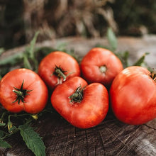 Tomato Vegetable Seeds Solanum lycopersicum for planting in vegetable patch