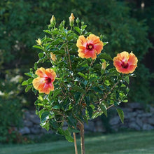 Japanese Bonsai Hibiscus (Hibiscus rosa-sinensis) for planting in home garden
