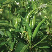 Capsicum Chili Pepper Seeds (Capsicum annuum) for productive rows in the vegetable patches and kitchen gardens