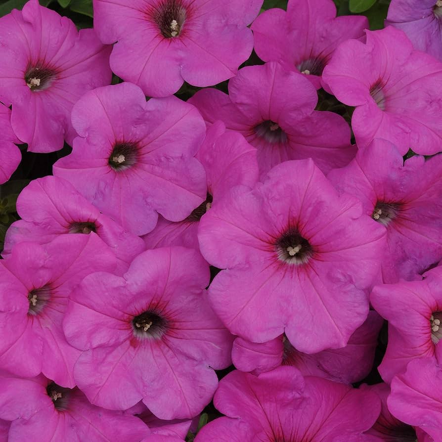Petunia Petunia Hybrida Wave Hot Pink Neon Rose Flower Seeds for Planting – Ideal for Hanging Baskets and Borders