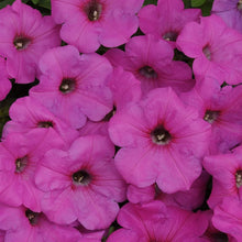 Petunia Petunia Hybrida Wave Hot Pink Neon Rose Flower Seeds for Planting – Ideal for Hanging Baskets and Borders