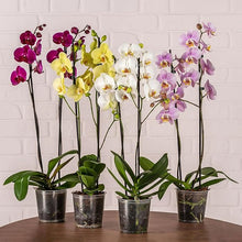 Phalaenopsis Mixed Orchid Seeds valued for home Balconies