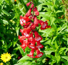 Penstemon Seeds (Penstemon spp.) for a bright addition to the Flower Bed & Garden