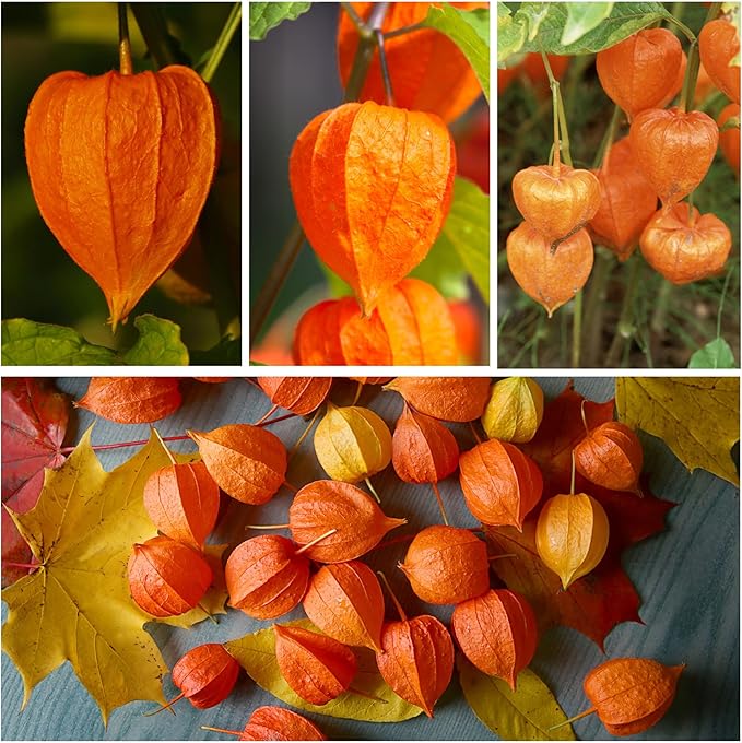 Flower Garden Seeds â€“ Chinese Lantern â€œOrangeâ€_x009d_ Decorative Blooms