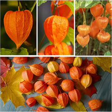Flower Garden Seeds â€“ Chinese Lantern â€œOrangeâ€_x009d_ Decorative Blooms