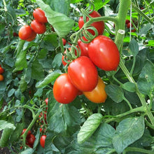 Willamette VF Tomato Seeds (Solanum lycopersicum) for a productive addition to the vegetable patch