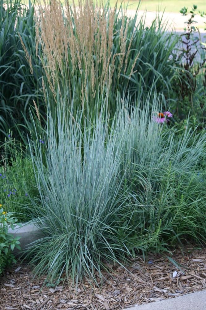 Little Bluestem Ornamental Grass Seeds
