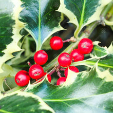 Ilex Aquifolium Holly Tree Seeds for a lasting addition to the landscape