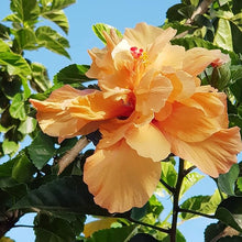 Orange Hibiscus Seeds (Hibiscus rosa-sinensis) for sweet homegrown fruit in the Flower Bed & Garden