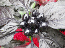 Black Pearl Pepper Seeds for a productive addition to the vegetable patch
