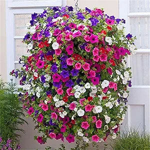 Petunia (Petunia hybrida) Super Cascade seeds for planting in home garden