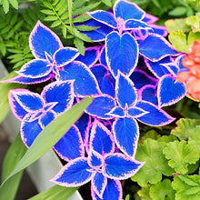 Coleus Blue Magic Color Ornamental Seeds for gardeners building out beds and borders