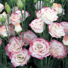 Lisianthus Eustoma Grandiflorum Pink Picotee Flower Seeds for Planting – Suitable for Elegant Garden Borders and Containers