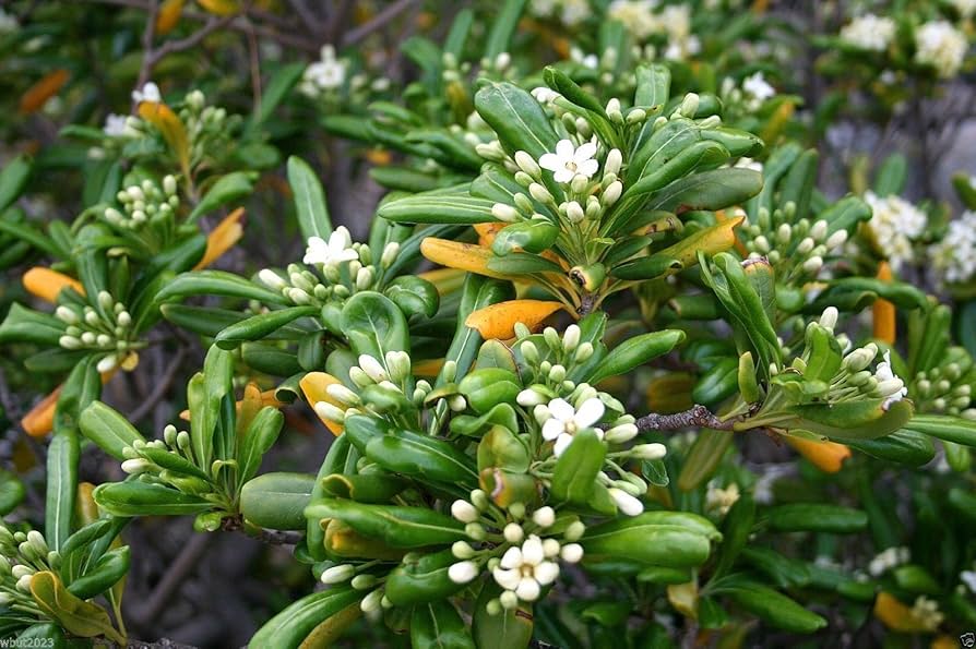 Cheeswood ��������� Pittosporum tobira ��������� for evergreen shrub planting