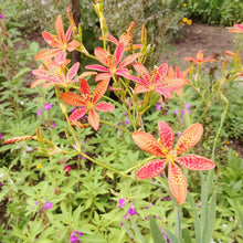 Blackberry Lily Seeds for growers wanting a homegrown harvest