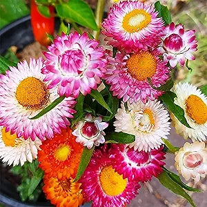 Everlasting Paper Daisy (Helichrysum bracteatum) seeds for flower bed planting