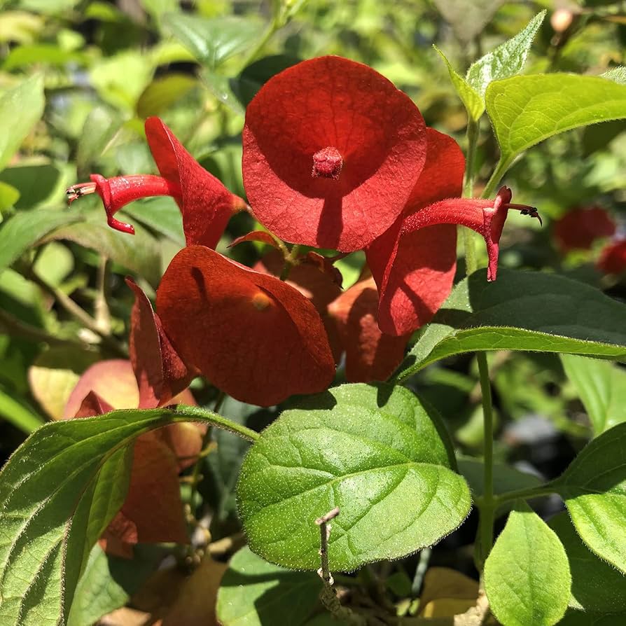 Holmskioldia Chinese hat plant red bloom seeds for planting in garden landscapes - for planting in home garden