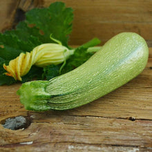 Grey Zucchini Squash Seeds for growers stocking the Organic Non-GMO Vegetable Garden
