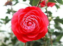 Black Rose Camellia ��������� Camellia japonica ��������� for planting in potted gardens