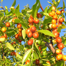 Indian Jujube Fruit Tree Seeds for a sweet addition to the home orchard