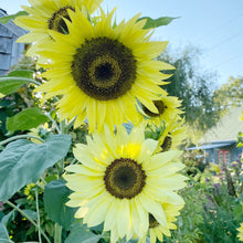 Moonwalker sunflower Helianthus annuus flower seeds for planting in backyard garden or sunny pots