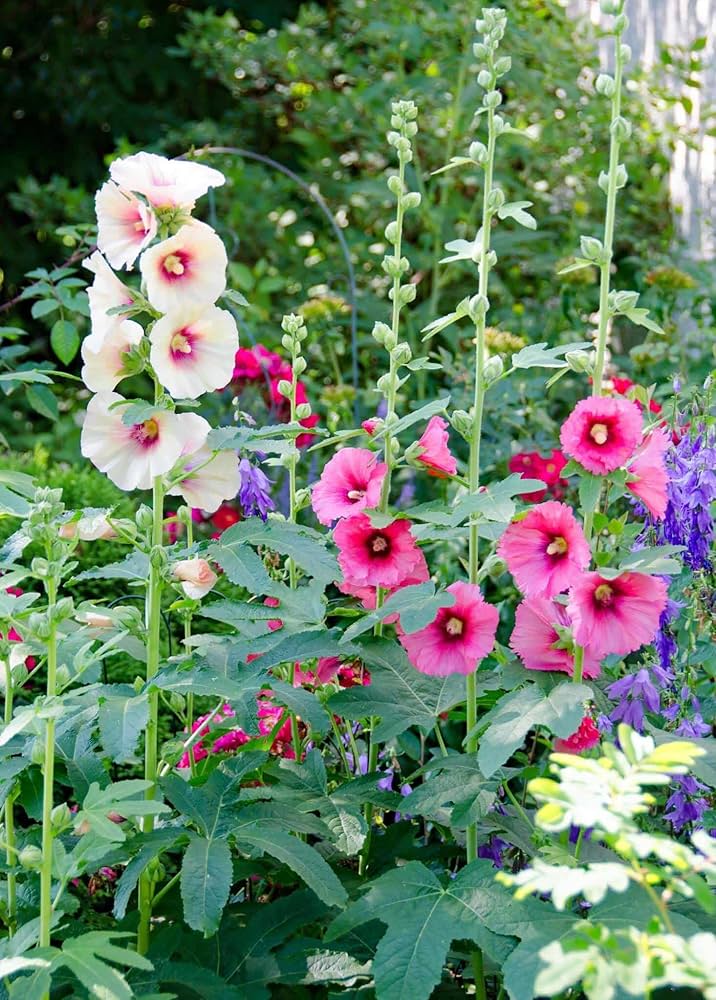 Heirloom Hollyhock Flower Seeds for Garden