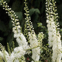 Black Cohosh Seeds (Actaea racemosa) for a lasting display in the Flower Bed & Home Garden