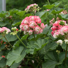 Apple Blossom Rosebud Geranium Seeds (Pelargonium hortorum) for sweet homegrown fruit in the Flower Balcony Garden
