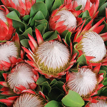 Protea Cynaroides Seeds for seasonal color across the Flower Bed