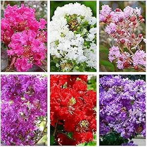 Crape Myrtle Lagerstroemia indica ornamental flower tree seeds for planting in vibrant backyard landscapes