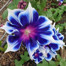 Chilean Glory Flower Vine Seeds for training up trellises and fences