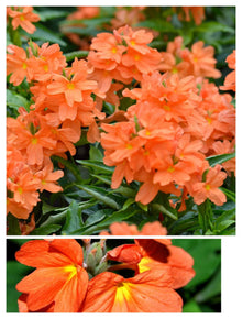 Fire Cracker Snap Dragon Plant Seeds for growers seeking a long-blooming display