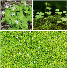 Irish Moss Plant Seeds (Sagina subulata) for seasonal color across the Ground Cover Flower Bed