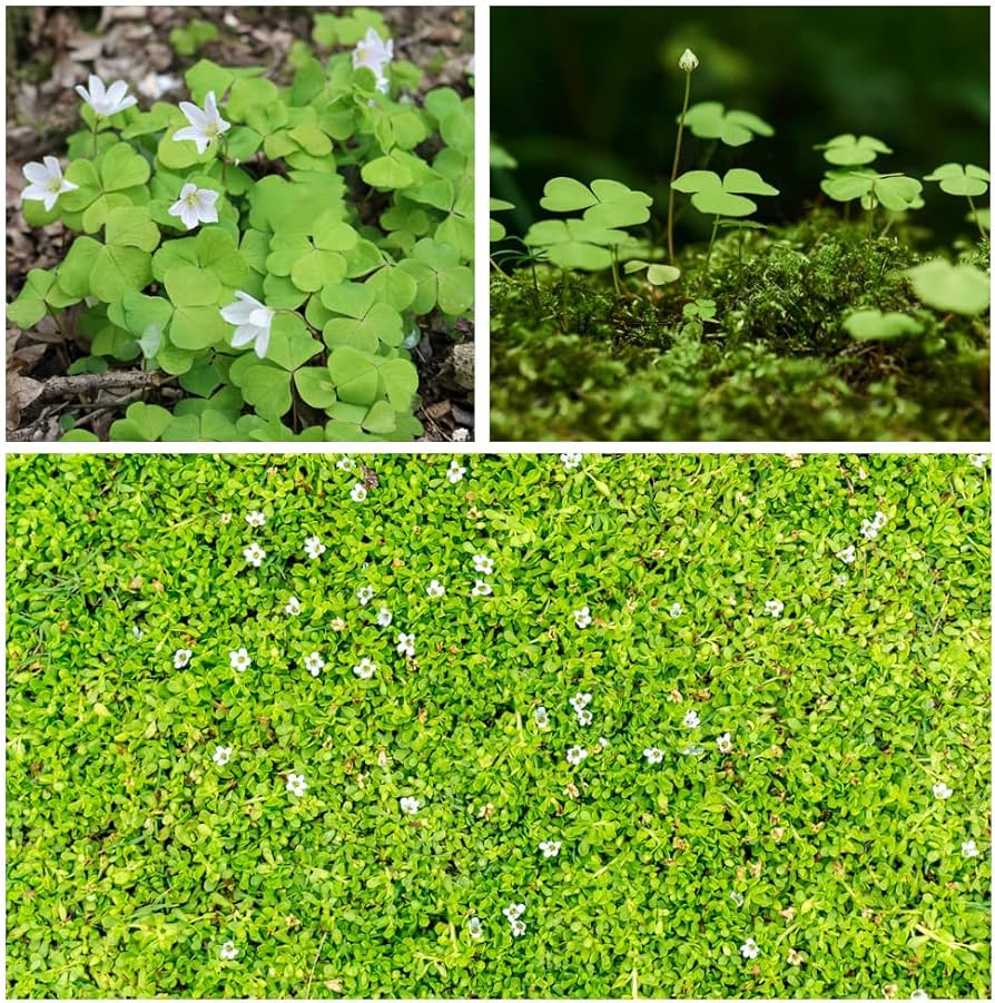Irish Moss Plant Seeds for ground cover