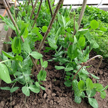 Organic Pea Seeds (Pisum sativum) for a fresh homegrown crop from the kitchen garden and backyard containers
