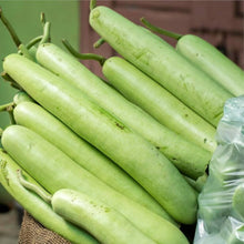 Bottle Pumpkin Seeds (Lagenaria siceraria) for a reliable harvest in the home gardens and kitchen patches