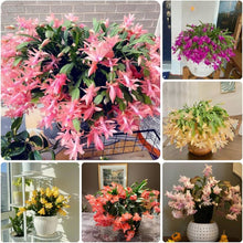 Christmas Cactus Schlumbergera Truncata Seeds for low-maintenance growing in the Indoor Hanging Containers