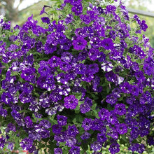 Petunia Petunia Hybrida Rare Black-Purple with White Edge Seeds for gardeners building out beds and borders