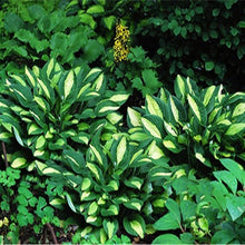 Plantain Lily Hosta Sieboldiana flower Seeds for growers filling out the shaded garden beds and indoor pots