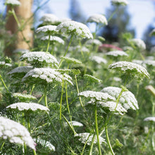Ammi Majus Fabaceae Seeds for seasonal color across the Flower Herb Garden