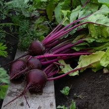 Detroit Dark Red Beet Seeds (Beta vulgaris) prized among growers for root Crop Planting