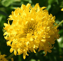 Yellow Gaillardia with Orange Center Seeds for gardeners building out beds and borders