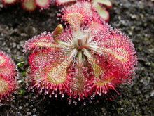 Silver Hair Sundew Seeds for gardeners building out beds and borders