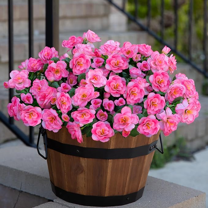 Camellia Camellia spp for planting in garden
