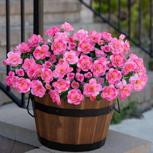 Camellia Camellia spp for planting in garden