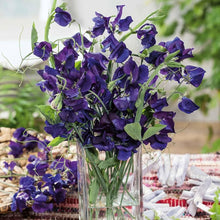 Sweet Pea Lathyrus Odoratus Navy Blue Mammoth Seeds for a reliable harvest in the Fragrant Fences