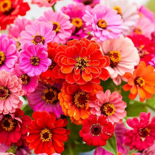 Zinnia Dahlia Fiorito Mixed Colors Heat-Tolerant Seeds for a colorful addition to any planting
