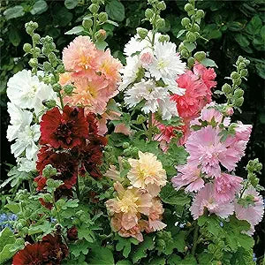 White Malve Seeds â€“ Alcea Rosea Plena Chaters-Series